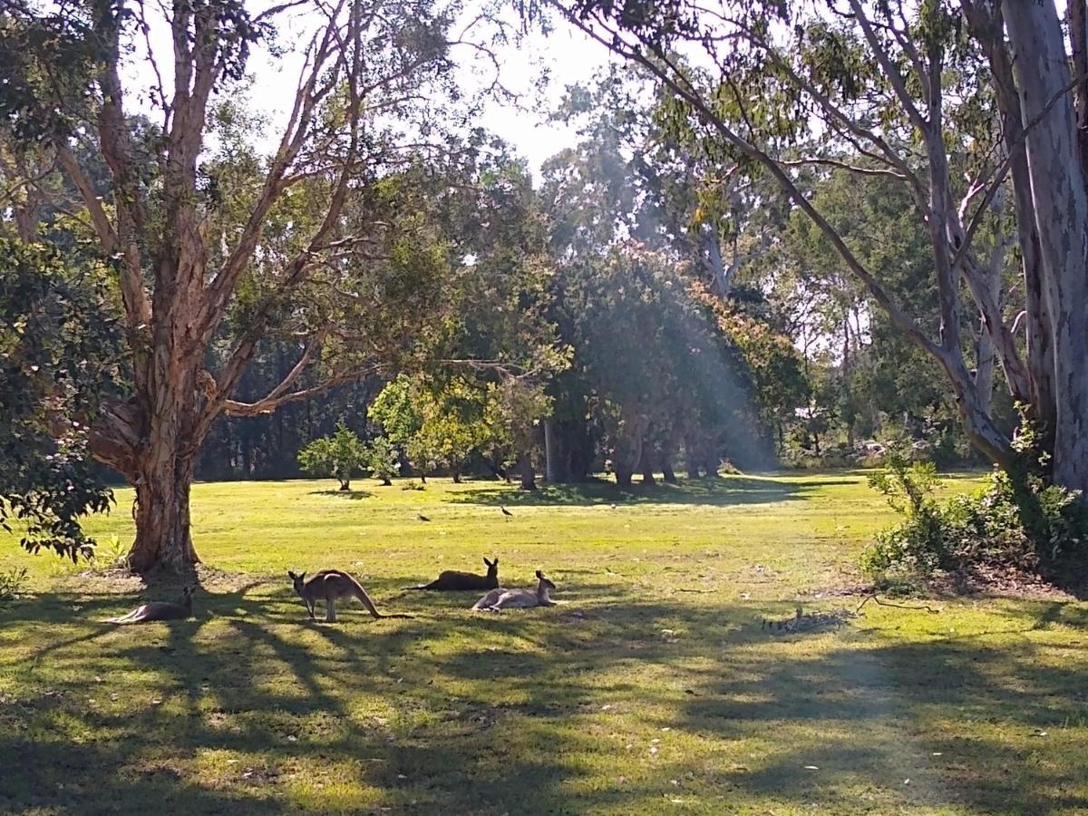 Lake Weyba Noosa Lodge & Kangaroos Peregian Beach Exterior photo