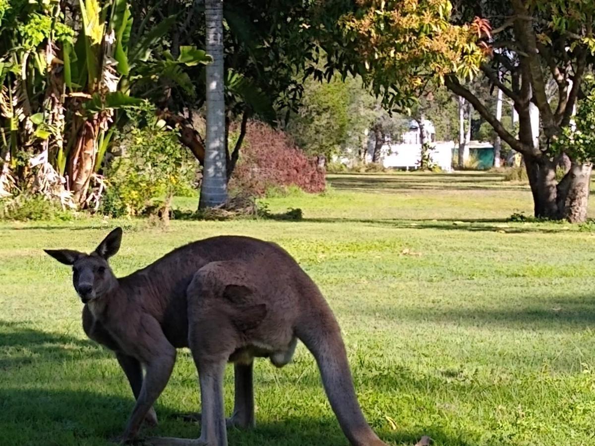 Lake Weyba Noosa Lodge & Kangaroos Peregian Beach Exterior photo