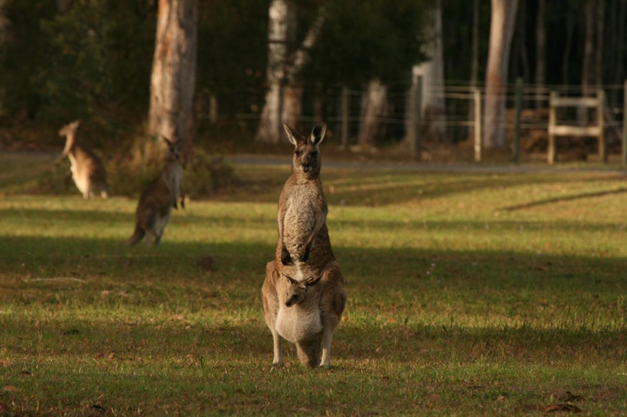 Lake Weyba Noosa Lodge & Kangaroos Peregian Beach Exterior photo