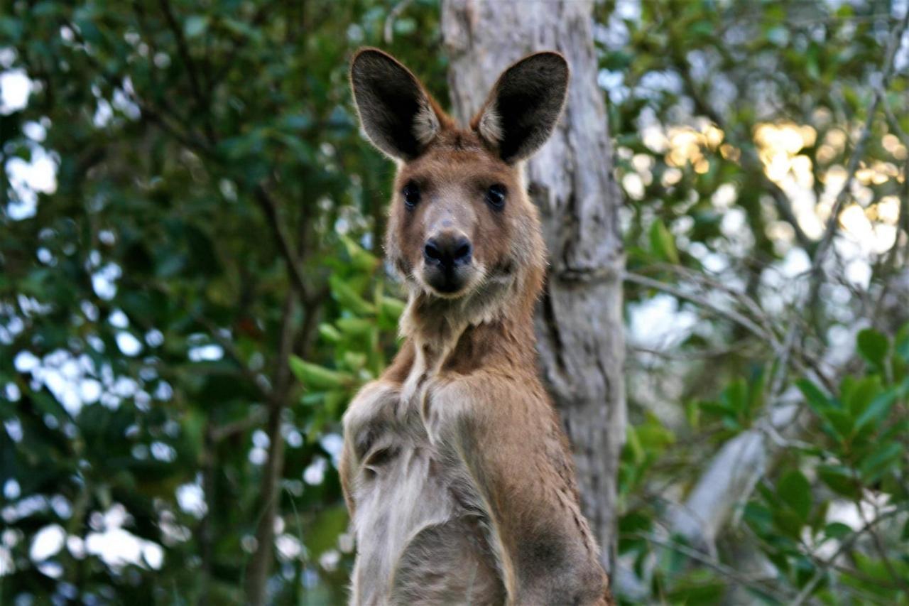 Lake Weyba Noosa Lodge & Kangaroos Peregian Beach Exterior photo