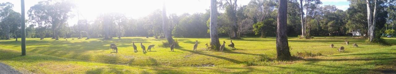 Lake Weyba Noosa Lodge & Kangaroos Peregian Beach Exterior photo