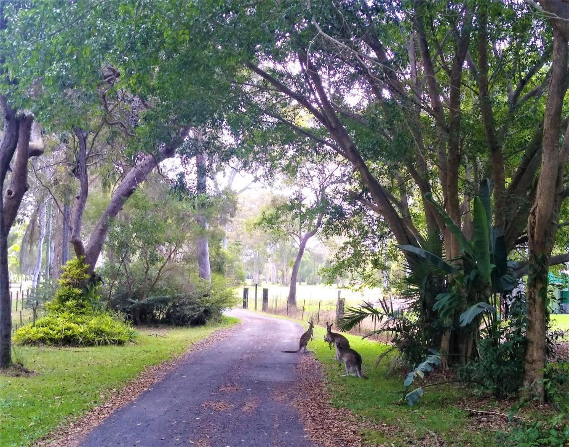 Lake Weyba Noosa Lodge & Kangaroos Peregian Beach Exterior photo